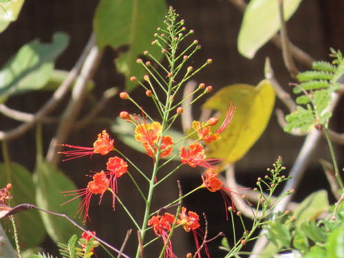 peacock flower