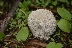 Calvatia sculpta