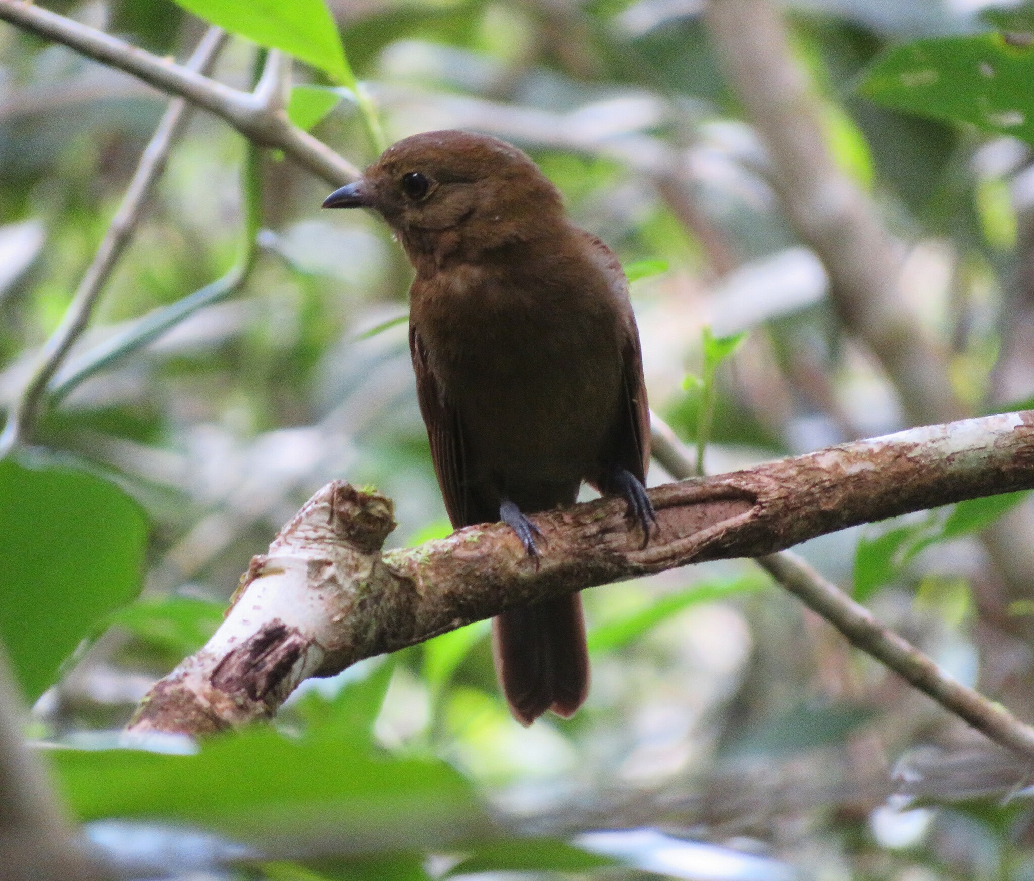 Northern Schiffornis (Schiffornis veraepacis)