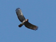 Circaetus fasciolatus