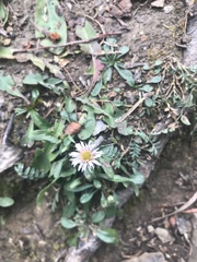 Erigeron nivalis