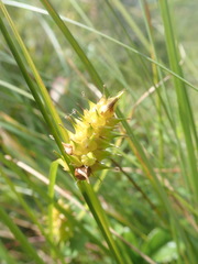 Carex bullata