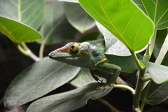 Anolis baracoae