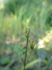 Schoenoplectus subterminalis