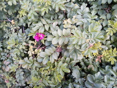 Rosa rugosa
