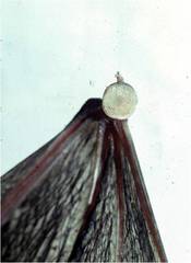 Thyroptera tricolor