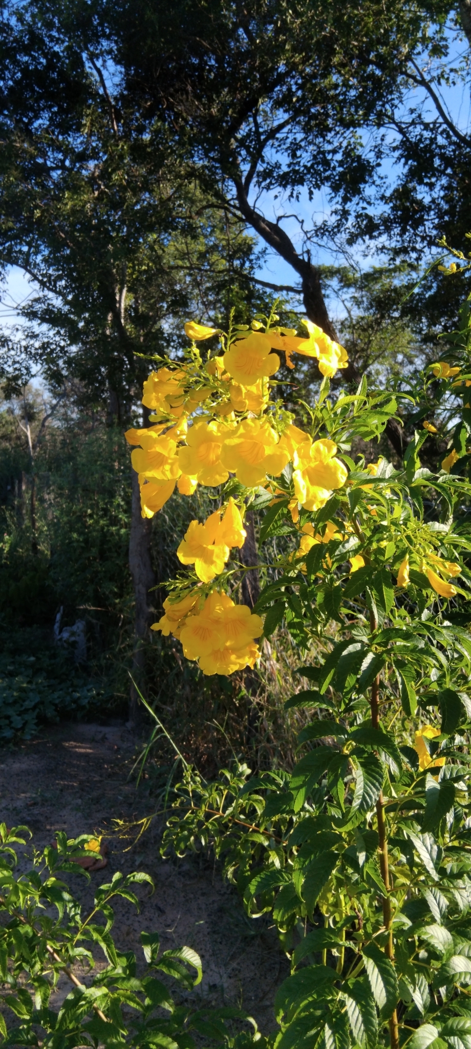 Tecoma stans