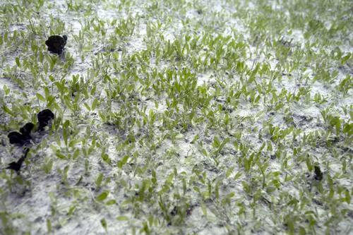 Halophila decipiens observed 2025-03-16