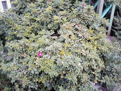 Rosa rugosa