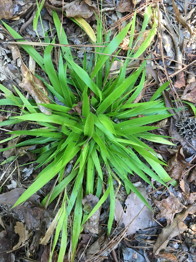 open-flower witchgrass