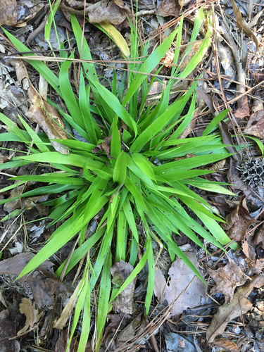 Dichanthelium laxiflorum (Lam.) Gould