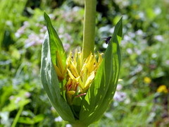 Gentiana lutea lutea