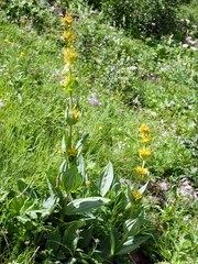 Gentiana lutea lutea