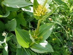 Gentiana lutea lutea