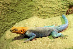 Agama dodomae dodomae