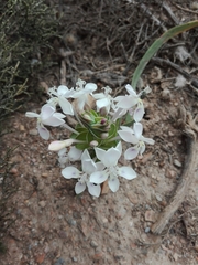 Lapeirousia pyramidalis pyramidalis