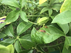 Chondrocera laticornis