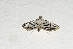 Ravanoa xiphialis