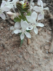 Lapeirousia pyramidalis pyramidalis