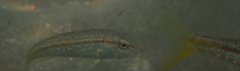 Mullus barbatus