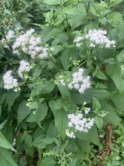 Ageratina altissima