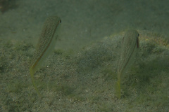 Mullus barbatus