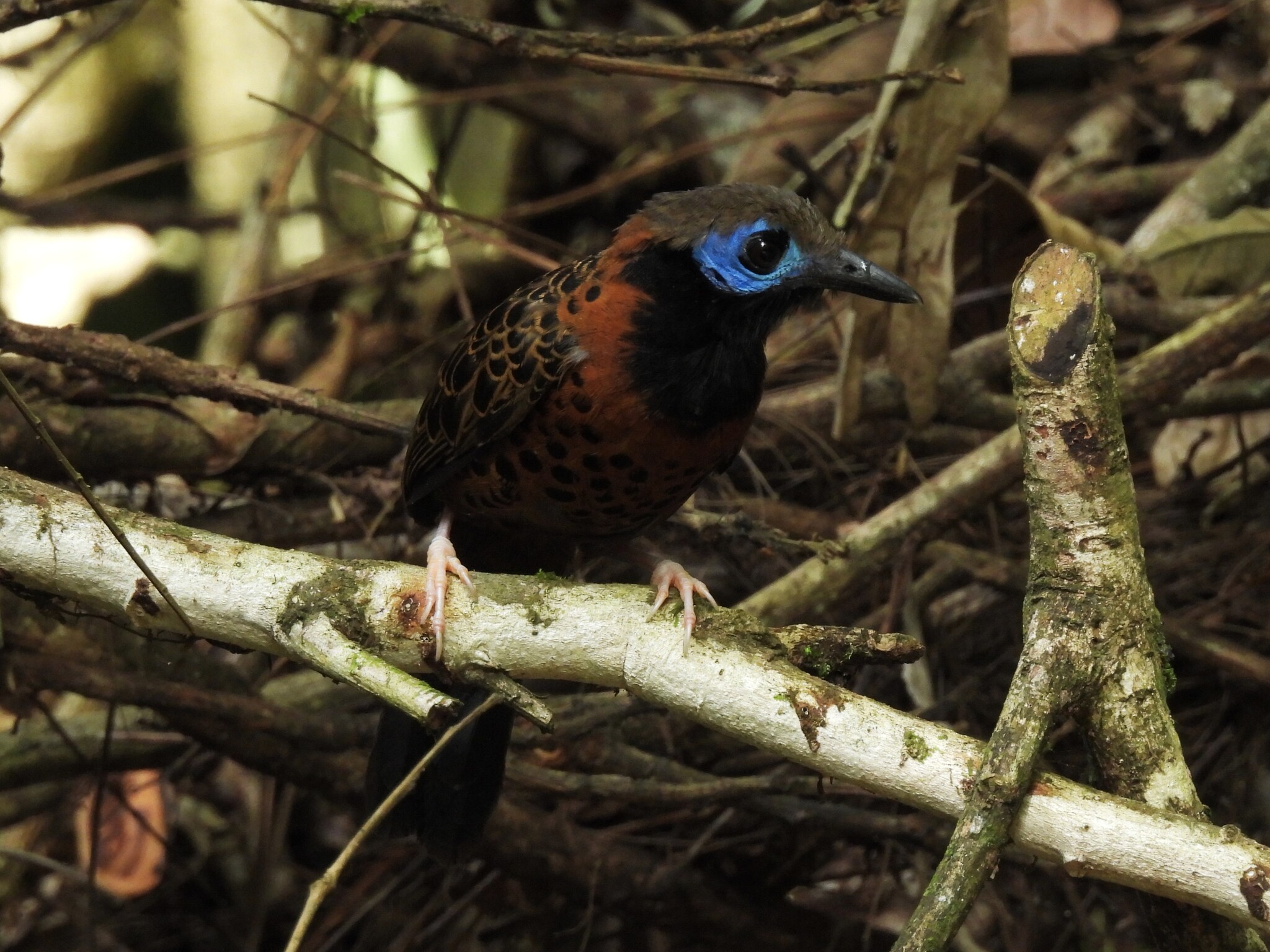 Ocellated Antbird (Phaenostictus mcleannani), photo 8