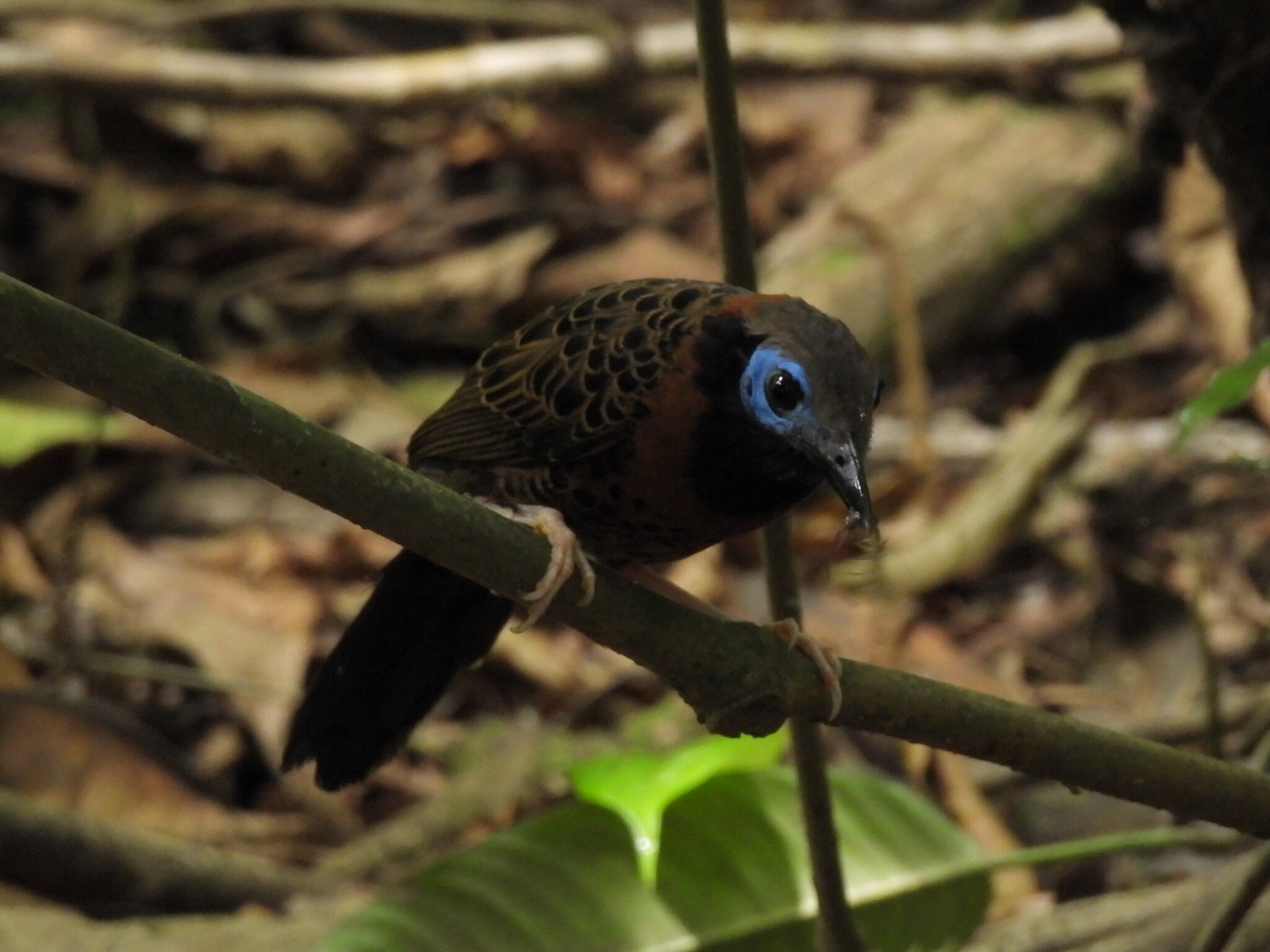 Ocellated Antbird (Phaenostictus mcleannani), photo 9