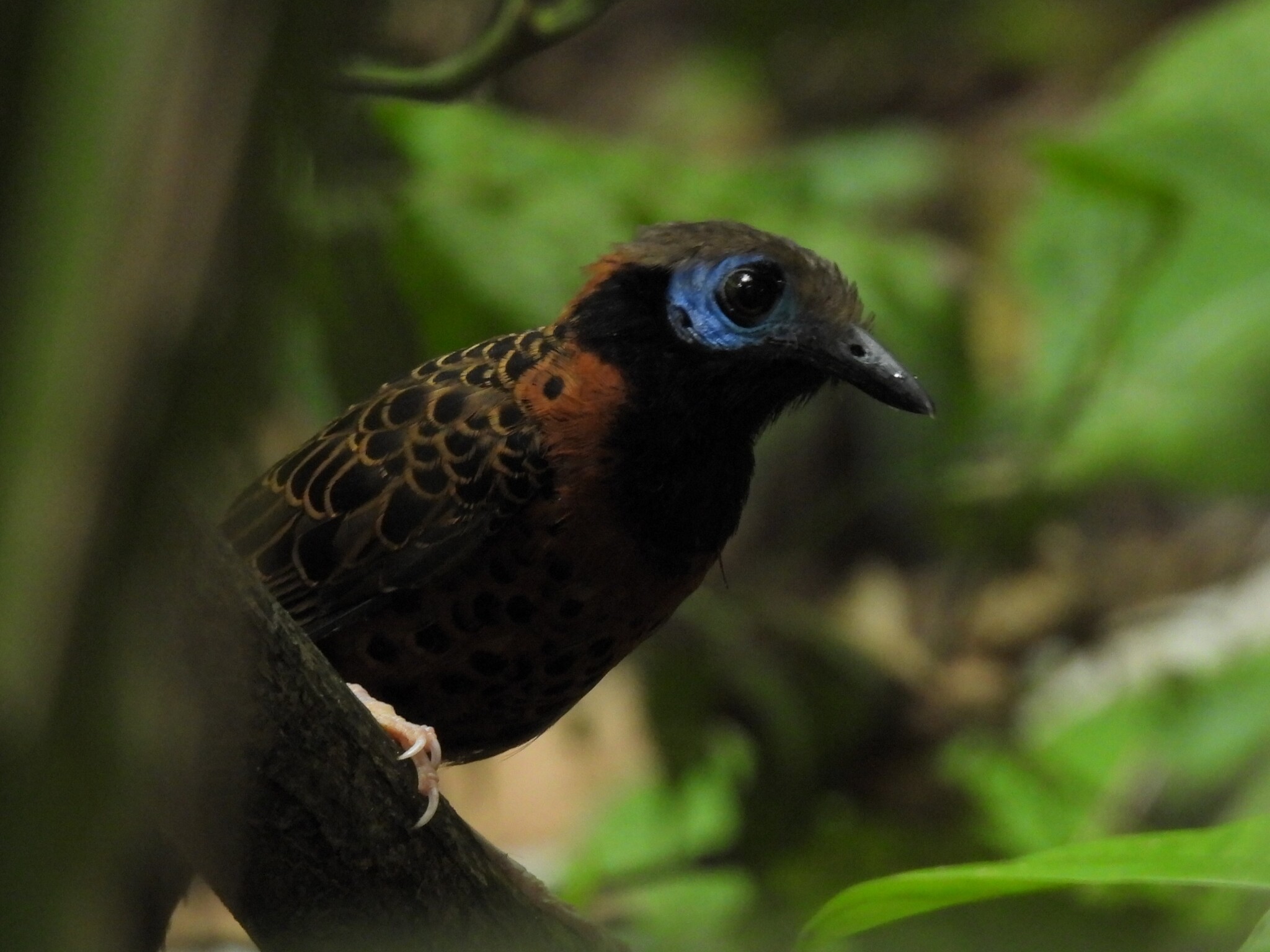Ocellated Antbird (Phaenostictus mcleannani), photo 6