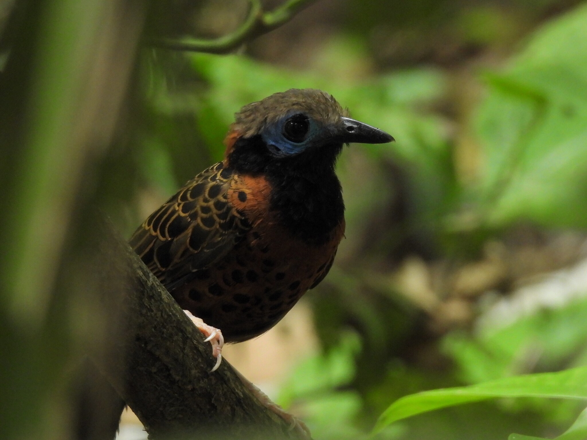 Ocellated Antbird (Phaenostictus mcleannani), photo 7