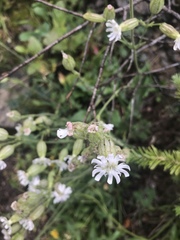 Silene latifolia