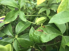 Chondrocera laticornis