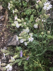 Silene latifolia