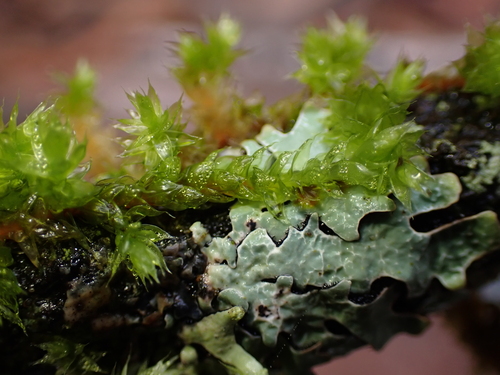 Image of Pendulous Wing-Moss (Antitrichia curtipendula) by (c) Abby Hyde, some rights reserved (CC BY)