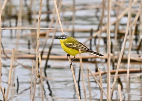 Lavandera boyera (Motacilla flava)