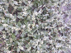 Atriplex laciniata