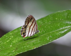 Euptychia pegasus
