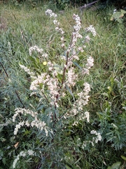 Artemisia vulgaris