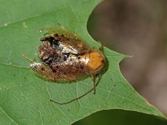 Ectobius sylvestris
