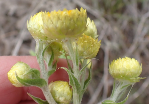 Image of Helichrysum foetidum by (c) Nicola van Berkel, some rights reserved (CC BY-SA)