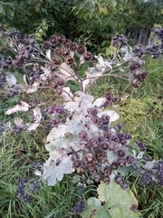Arctium tomentosum