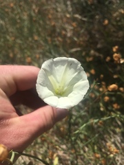Calystegia longipes