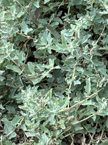 Atriplex suberecta observed 2025-03-25