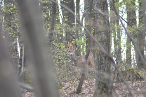 Western Roe Deer