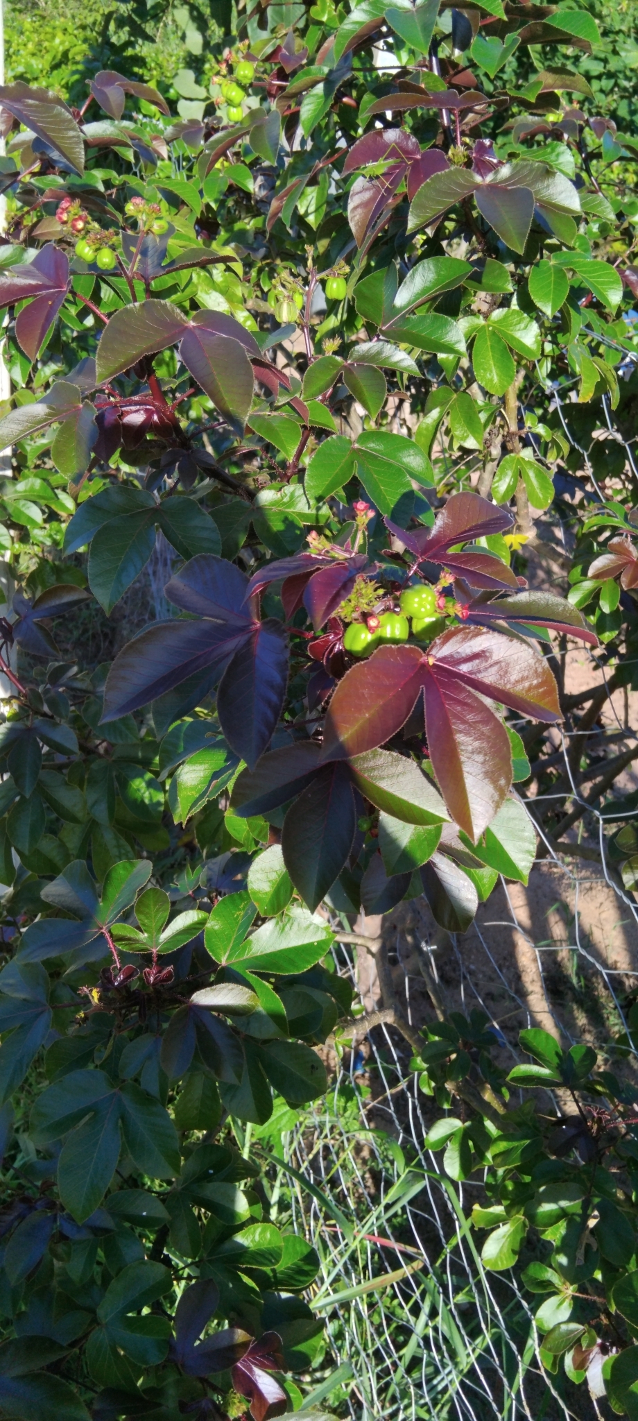 Jatropha gossypiifolia