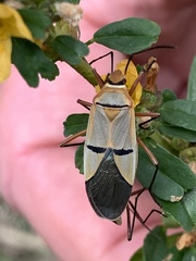 Dysdercus nigrofasciatus