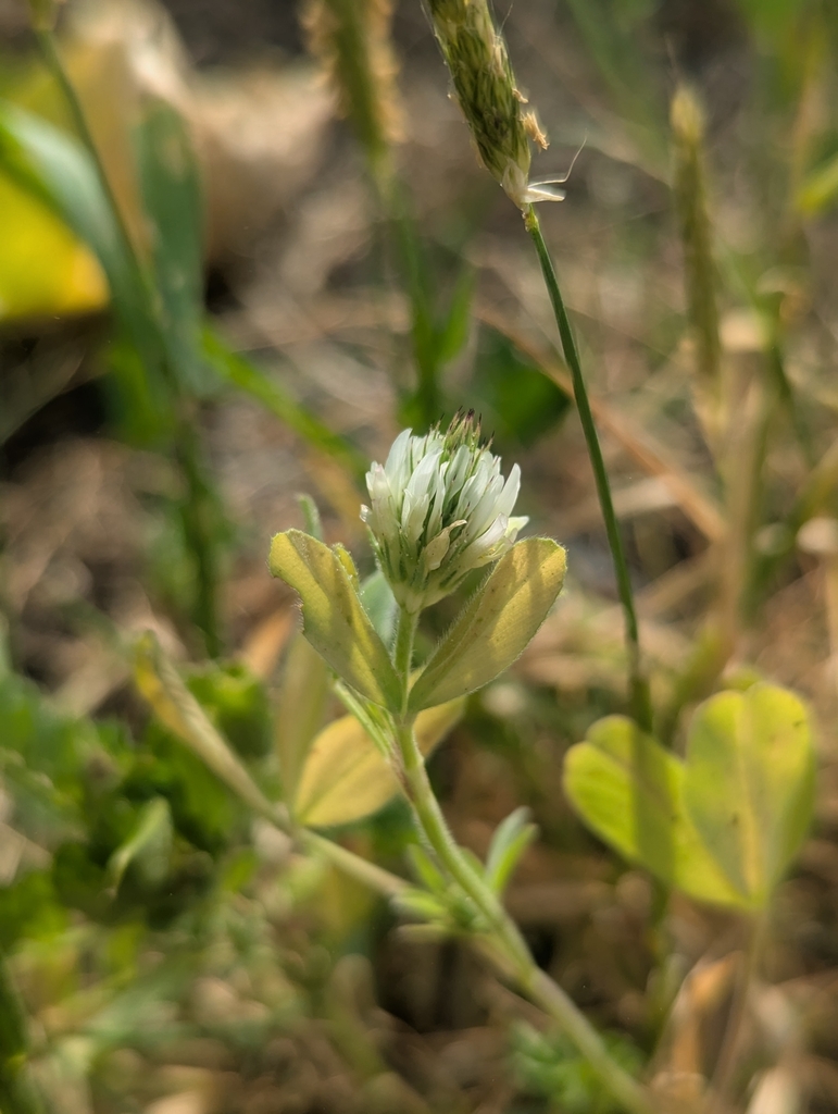 Trifolium salmoneum