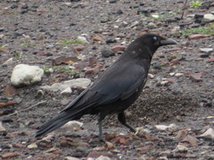 Corvus corone corone