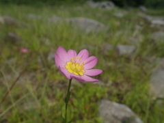 Sabatia kennedyana