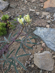 Lupinus angustiflorus